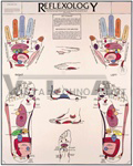 Reflexology Anatomical Chart